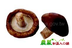 菇類經營規劃概說(下)