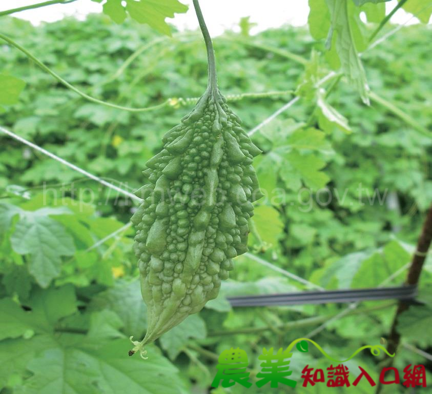 小果苦瓜花蓮5號