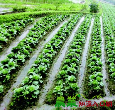 高麗菜的百變神功