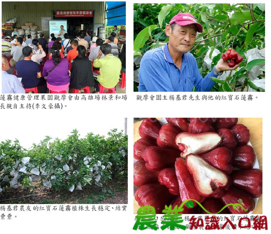 展示「減法耕作」的蓮霧健康管理果園觀摩會