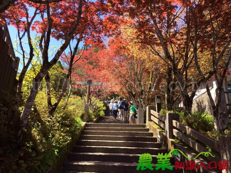 春夏來太平山賞 「紫葉槭」火紅繁葉