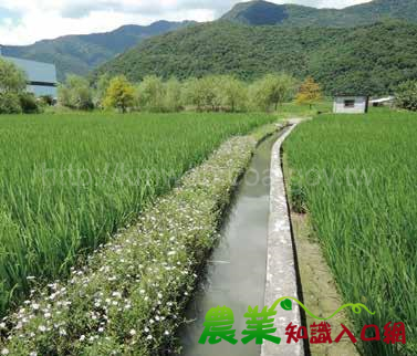 臺灣原生野花植生毯兼顧生態與景觀