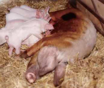 豬呼吸道疾病複合症 (PRDC)