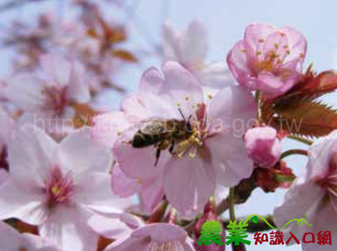 利用飛行醫生蜜蜂防治草莓灰黴病與櫻桃褐腐病