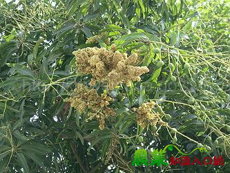 減少芒果畸形病傳播，臺南區農改場獻策