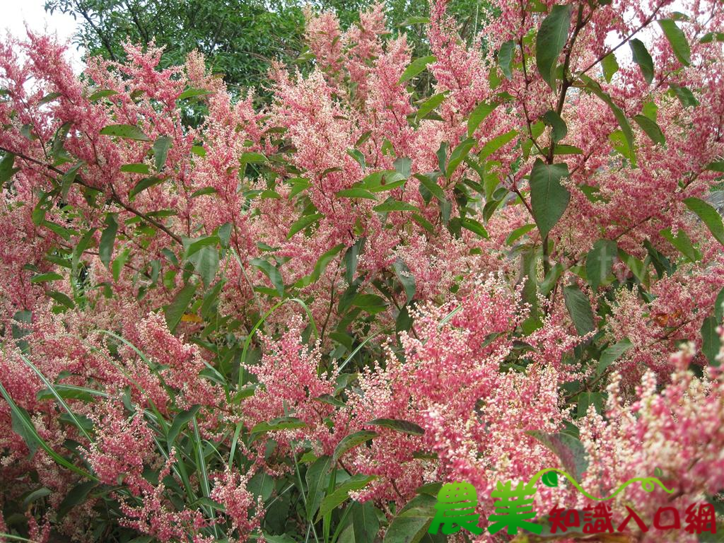 大雪山紅白花群盛開之虎杖
