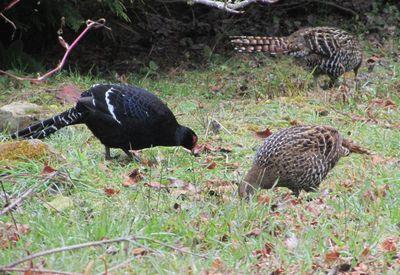 帝雉家族阿里山國家森林遊樂區現芳蹤