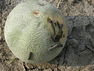 斜紋夜蛾來勢洶洶,臺南區農改場籲請農友注意防治