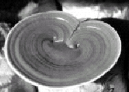 鄉間小路-靈芝 天然食品藥材