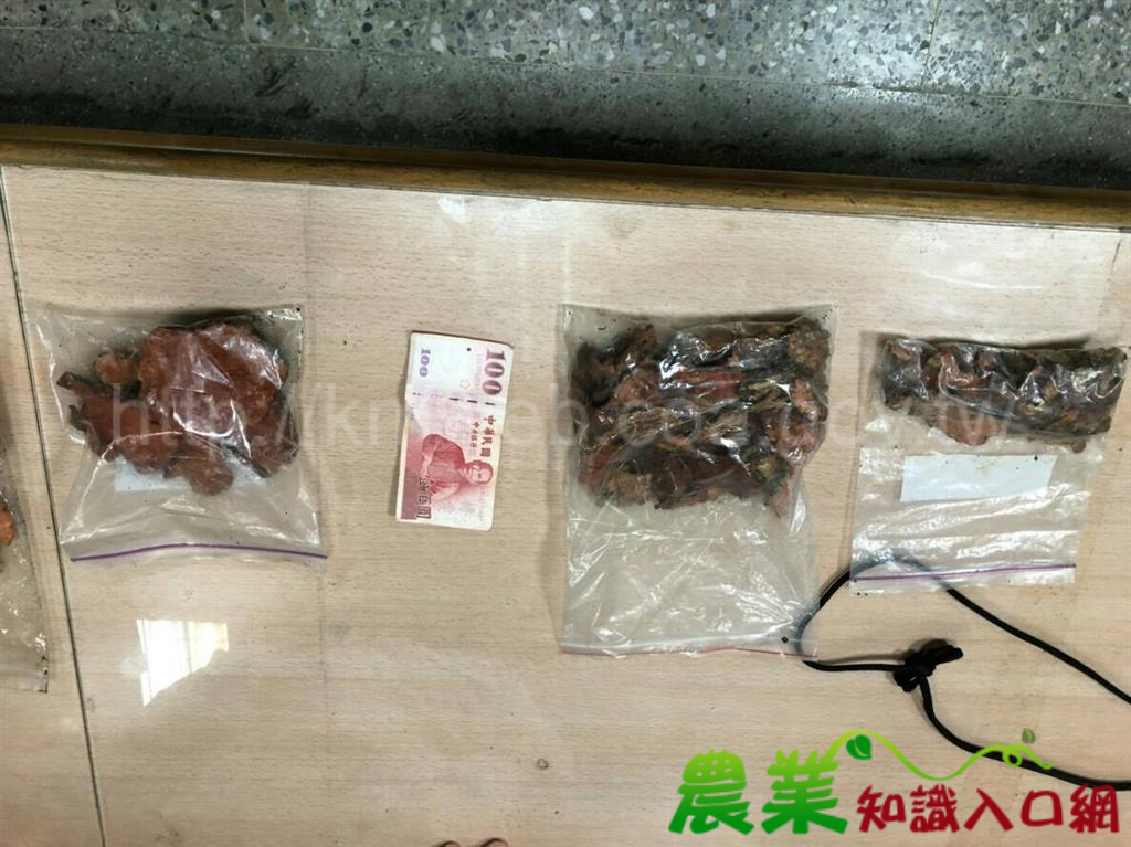 守護山林 周末不打烊! 林務局關山工作站再次查獲盜採牛樟芝