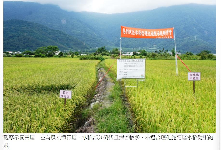 臺東場辦理「易倒伏區水稻合理化施肥成果觀摩會」，確保植株穩產不倒伏