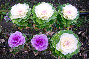 型似牡丹的彩色甘藍