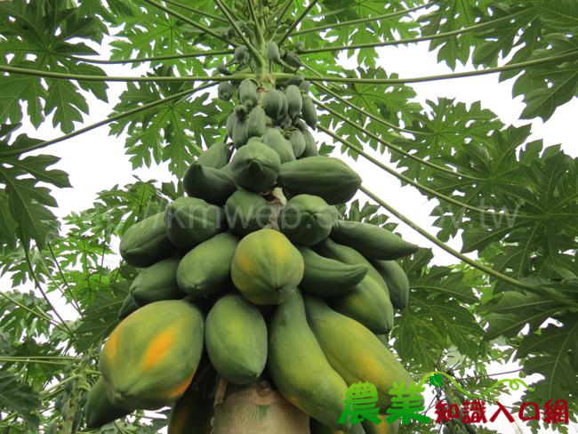 有機木瓜栽培有訣竅，農試所展示病蟲害整合防治成果