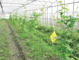 山苦瓜花蓮 1 號上市 