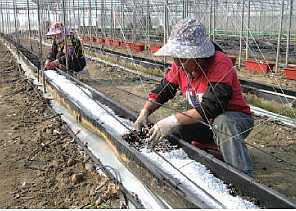 設施栽培土壤肥培管理實例（上）