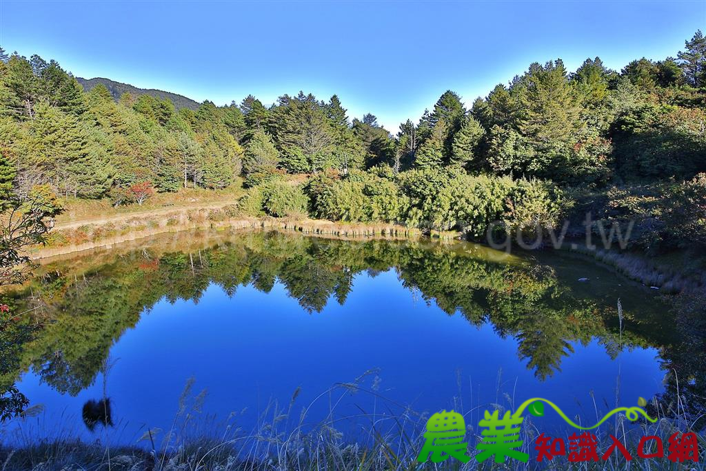 兒童節樂翻天 大雪山及八仙山兒童免費入園