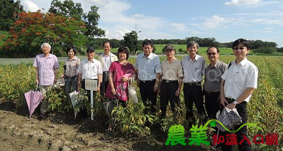 活化農地新選擇～ 臺南區農改場育成優質大豆「臺南 10 號」