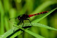 發現臺灣新物種—纖紅蜻蜓