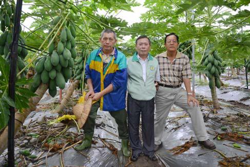 知識加技術等於價值-訪木瓜栽培績優農友黃武忠