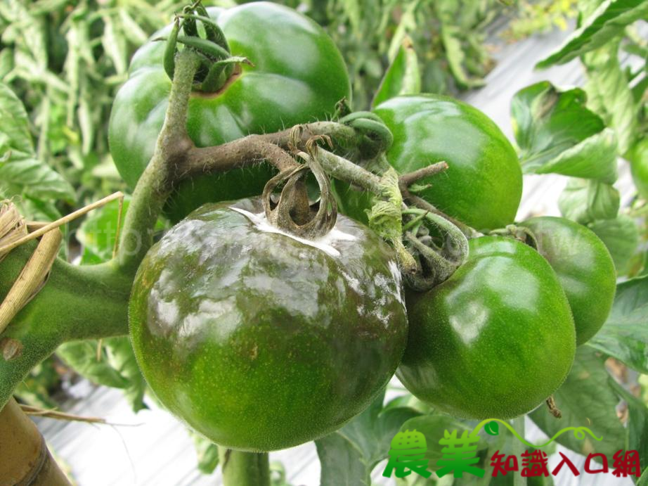 「春雨綿綿,溫度變化大 ,臺中區農業改良場籲請農友加強番茄晚疫病之防治 」