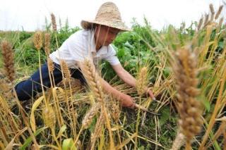 全球糧食危機,業界人士預估將持續三至五年