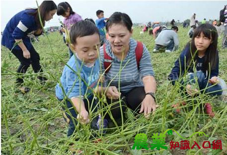 在地滋味毛豆收成鮮體驗