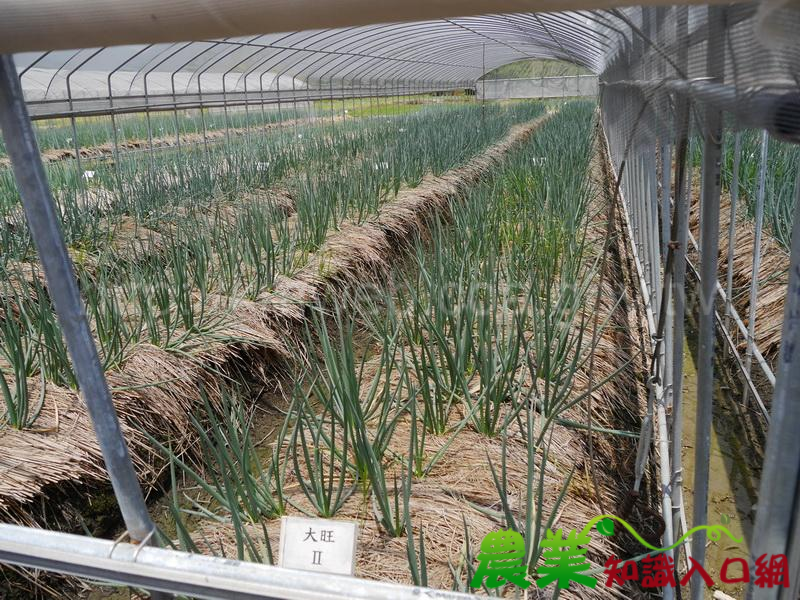 夏季優質青蔥生產～簡易防颱網室栽培效果好