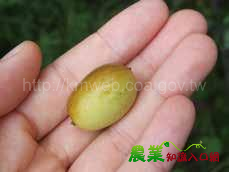 苗栗農業好伴手