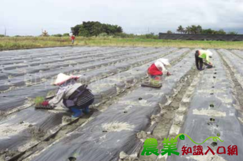 樹豆有機栽培管理技術（二）