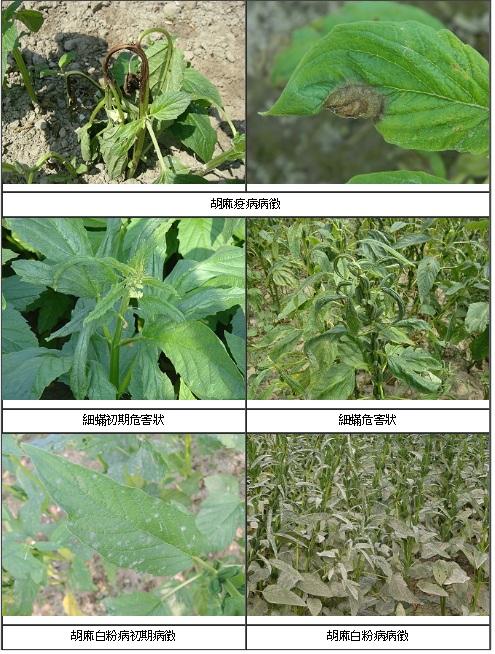 胡麻病蟲害防治關鍵期　臺南區農改場貼心提醒