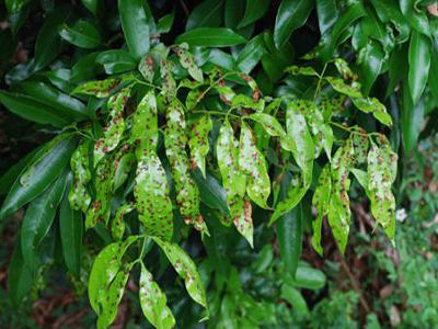 荔枝產區發現癭蠅危害 防疫局籲果農加強防治