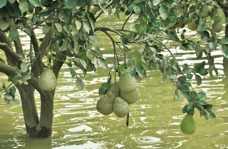 文旦柚淹水受損植株復育措施