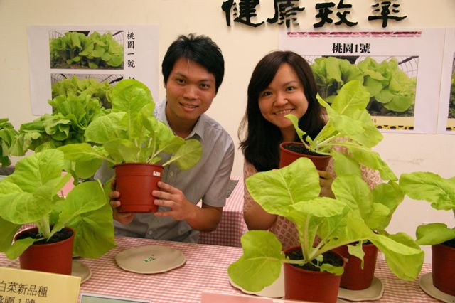 小白菜「桃園1號」、「桃園2號」產量高出20％