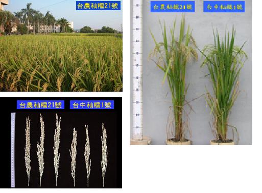 秈型糯稻新品種—台農秈糯21號
