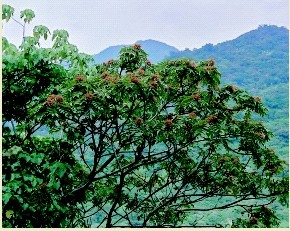 鄉間小路-常見的民俗植物