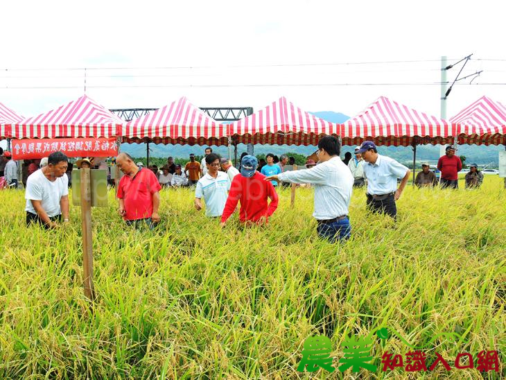 「氮肥用的好,稻米健康優質不煩惱」,臺東區農業改良場舉辦水稻施肥調控暨病蟲害防治成果觀摩會