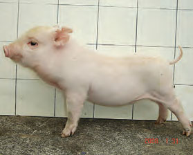 「賓朗豬」簡介