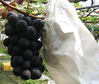 拒絕基因改造．建構有機寶島