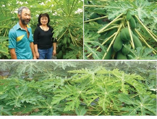 專業勤快有創意.看天吃飯不須怨─莊崴翔「作了再說」