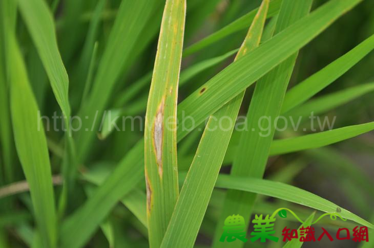 連續多日有雨 臺東場籲請農友加強防治稻熱病及紋枯病