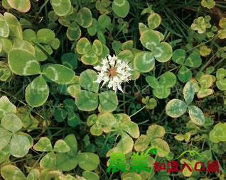 共榮與覆蓋作物 　應用白花三葉草防治有機南瓜蟲媒病毒病害