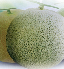 從貧瘠到「馥郁」—洋香瓜「滿園香」