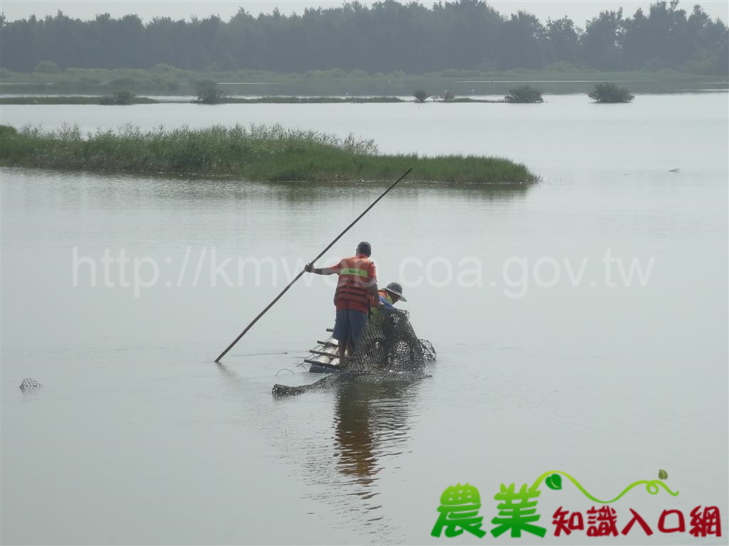 維護濕地生態 撐筏尋網永除障礙