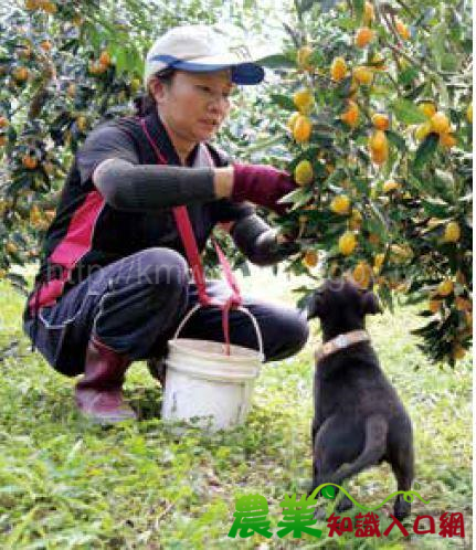 以頂真態度為蘭陽鮮食金柑打拼 -宜蘭縣礁溪鄉果樹產銷班第4班