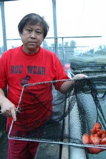 李濟臺半生投入觀賞魚養殖業－創造繽紛豔麗的水中精靈