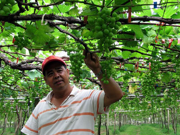 讓桃大郎也服氣的葡萄外銷達人—張國興 新社葡萄產銷第三班班長