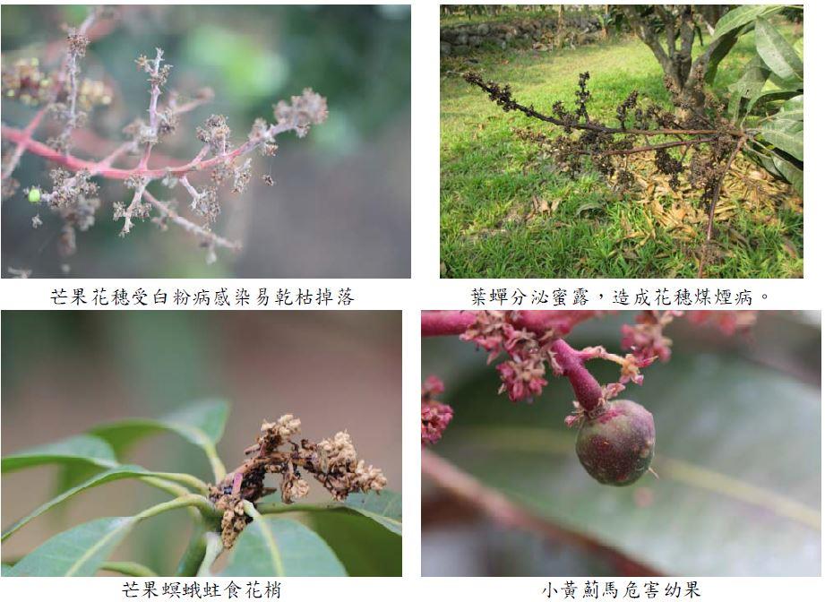 春季氣候變化大，慎防芒果開花著果期病蟲來危害