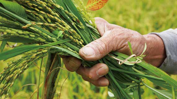 大南澳牧師米 農產價格決定者