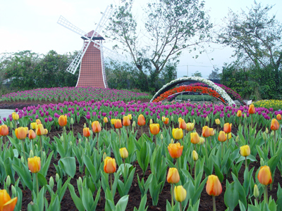 后里風荷蘭情　15萬朵鬱金香齊綻放