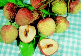 鄉間小路-大樹荔枝 連貴妃都想吃